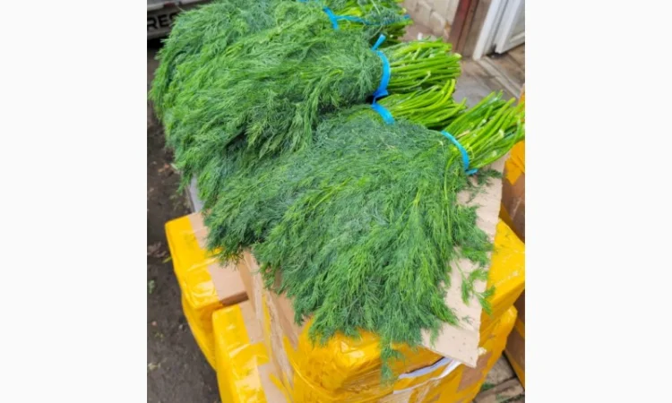 Свежий укроп из Узбекистана - фото № 2