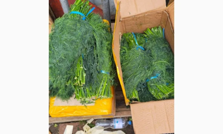 Свежий укроп из Узбекистана - фото № 4