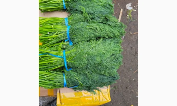 Свежий укроп из Узбекистана - фото № 5