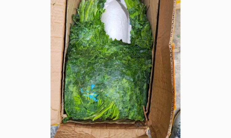 Свежая петрушка из Узбекистана - фото № 2