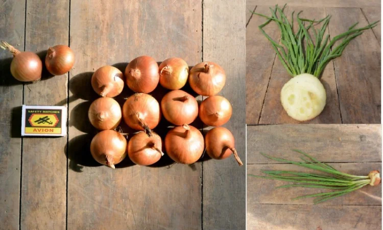 Продаю лук штутгарт на перо - фото № 1