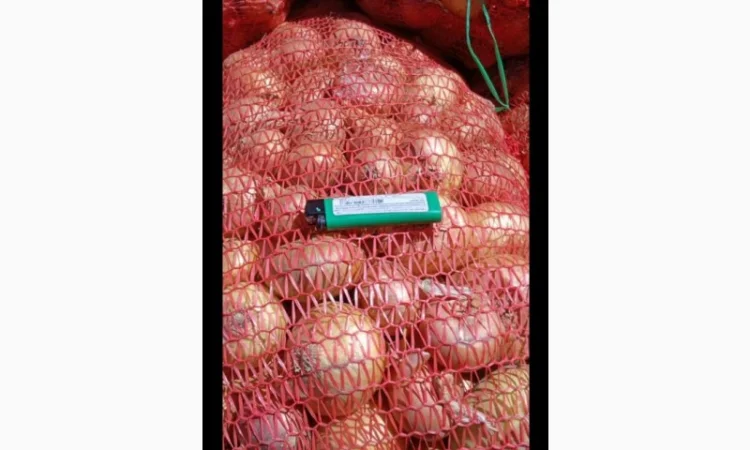 Цибуля Штудгарт на продаж - фото № 1