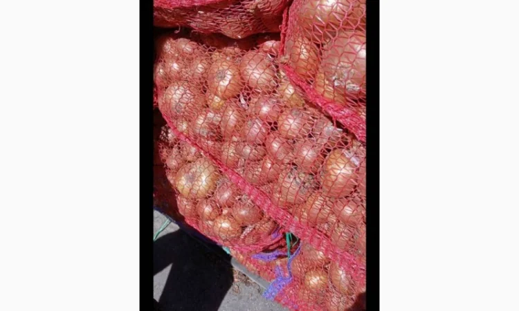 Цибуля Штудгарт на продаж - фото № 2