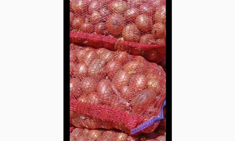 Цибуля Штудгарт на продаж - фото № 3