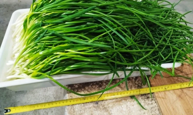 Свежа зелена цибуля оптом - фото № 6