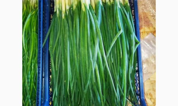 Свежа зелена цибуля оптом - фото № 1