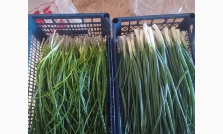 Свежа зелена цибуля оптом - фото № 2