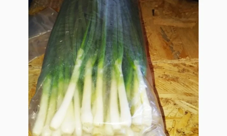 Свежа зелена цибуля оптом - фото № 3