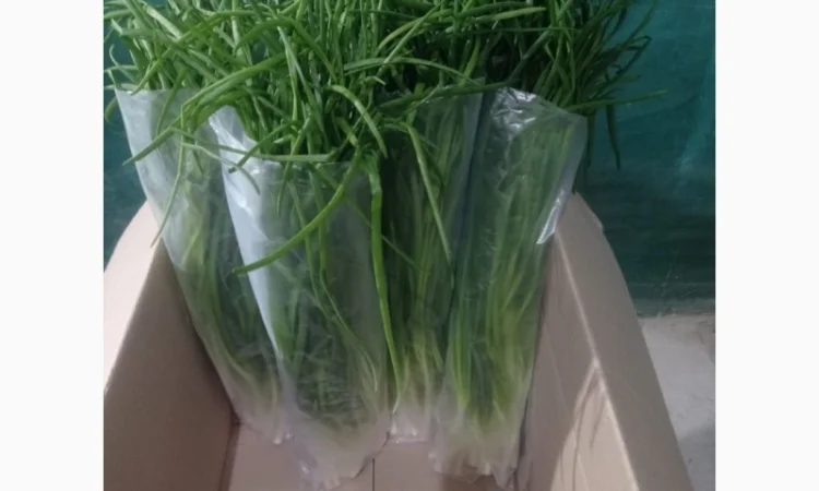 Свежа зелена цибуля оптом - фото № 4