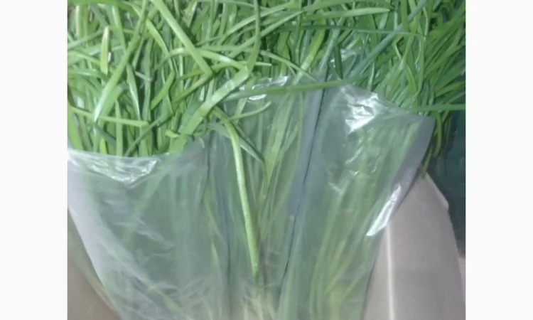 Свежа зелена цибуля оптом - фото № 5