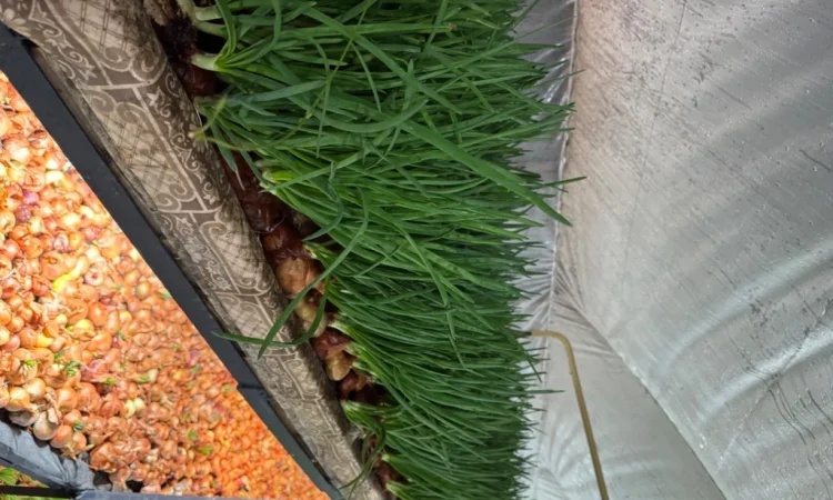 Лук перо Штудгард на продаж - фото № 1