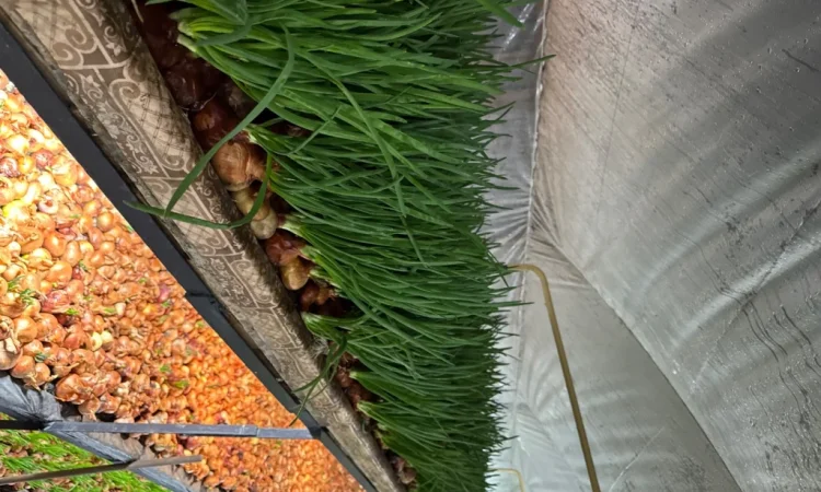 Лук перо Штудгард на продаж - фото № 2