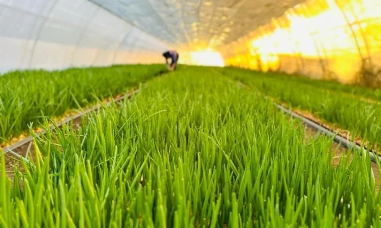 Покупка зеленой цибулі - фото № 1