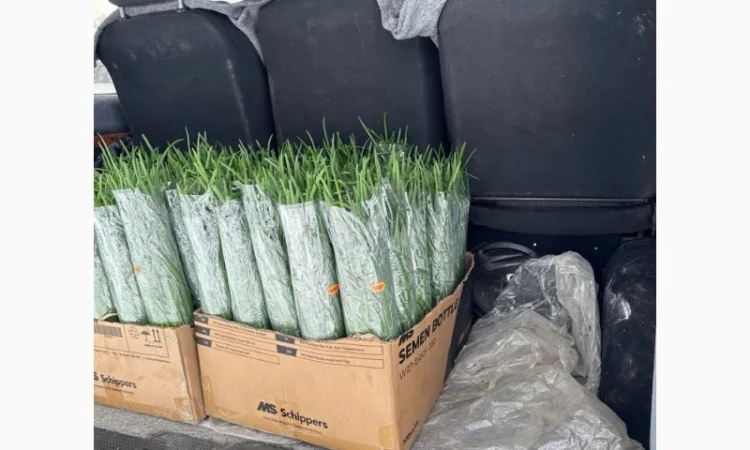 Покупка зеленой цибулі - фото № 2