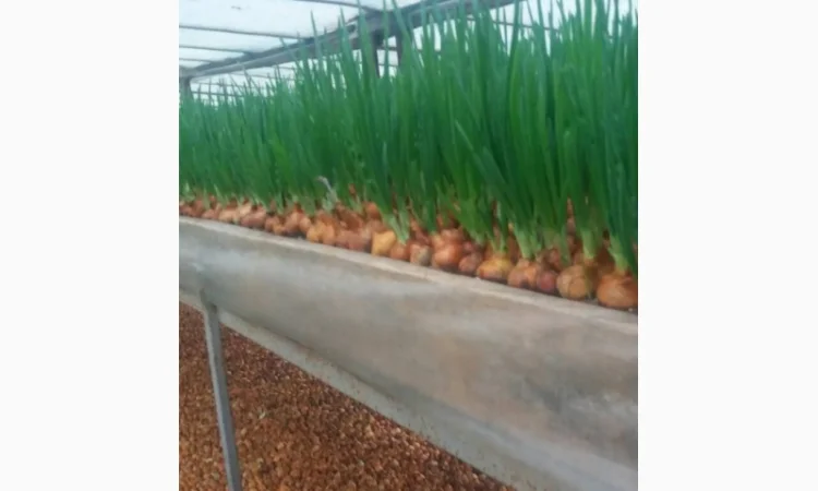 Лук Штутгарт для виганки пера в наявності - фото № 2