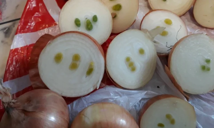 Лук Штутгарт для виганки пера в наявності - фото № 3