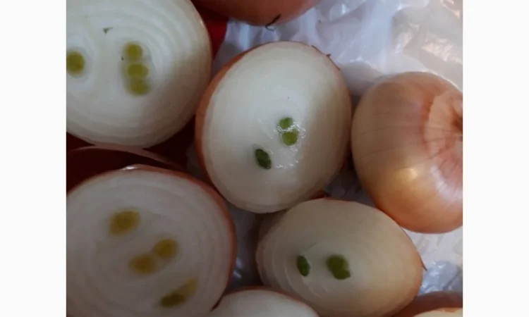 Лук Штутгарт для виганки пера в наявності - фото № 4