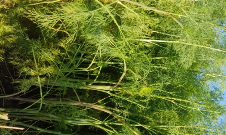 Кріп парасольки на продаж - фото № 1