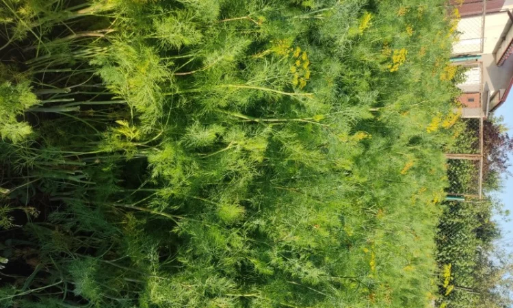 Кріп парасольки на продаж - фото № 2