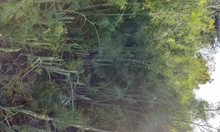 Кріп парасольки на продаж - фото № 3