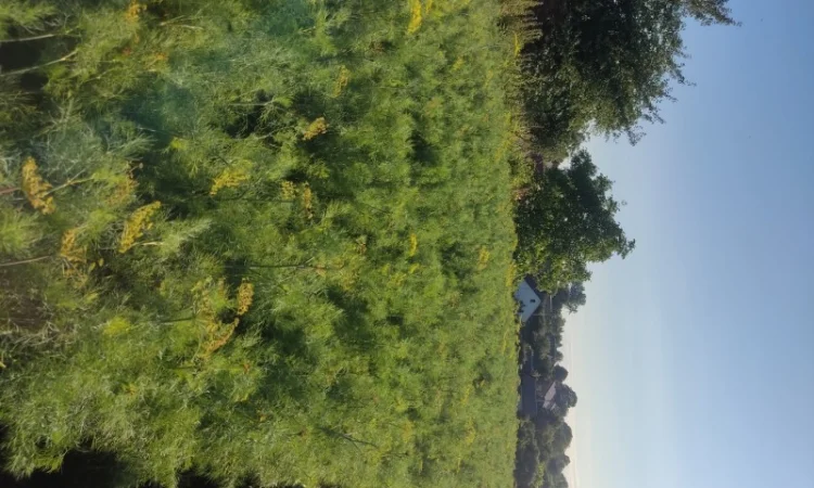 Кріп парасольки на продаж - фото № 4