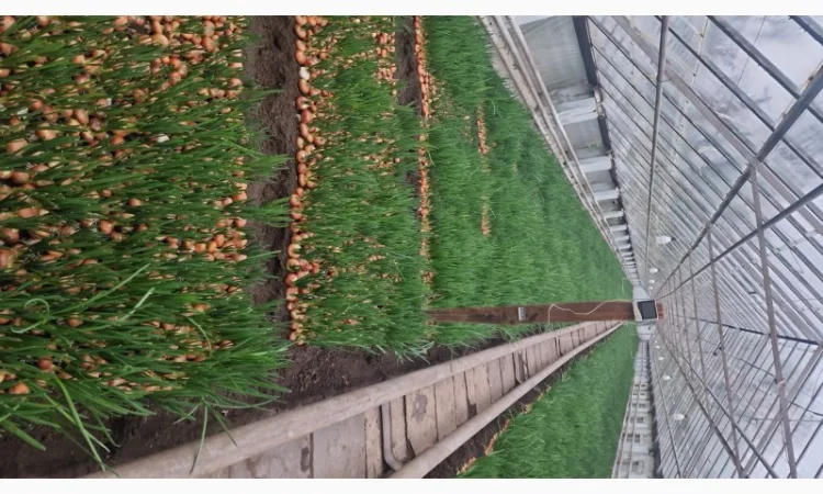 Продаж зеленої цибулі Фосовка - фото № 1