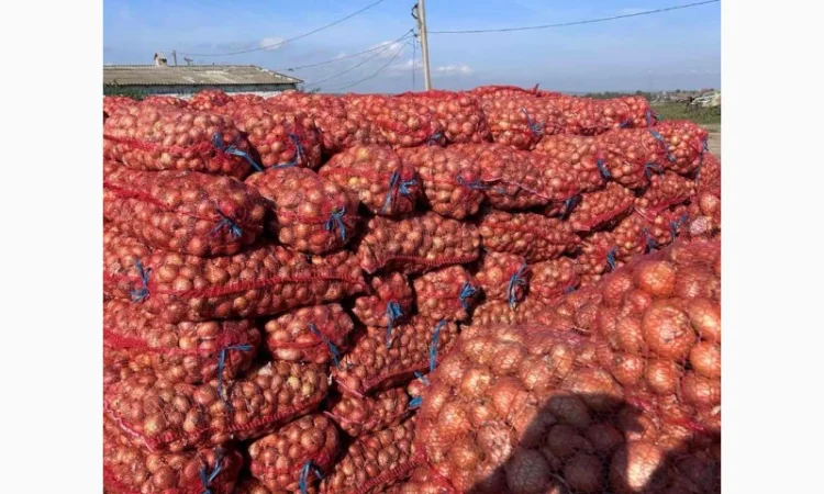 Цибуля Штутгарт на перо для продажи - фото № 2