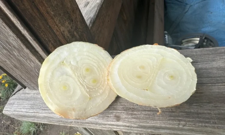 Цибуля Штутгарт на перо для продажи - фото № 3