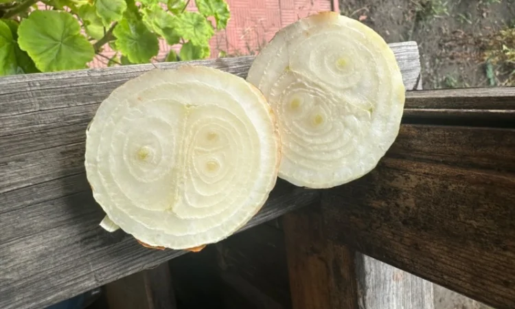 Цибуля Штутгарт на перо для продажи - фото № 4