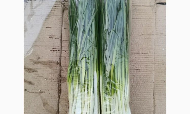 Зелена цибуля на продаж - фото № 1