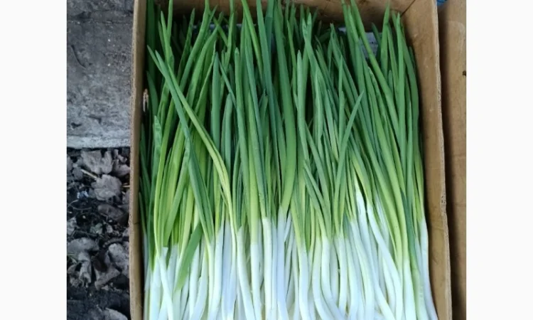 Зелена цибуля на продаж - фото № 2