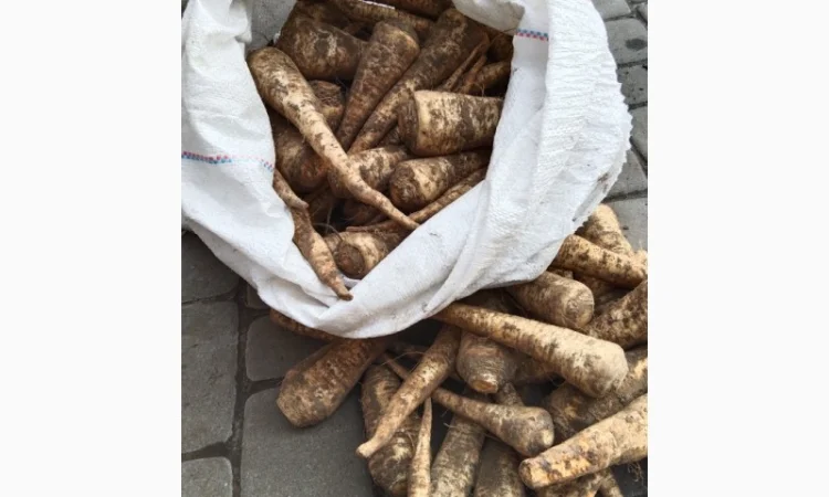 Продаж кореневої петрушки - фото № 1