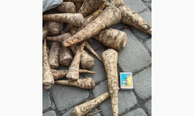 Продаж кореневої петрушки - фото № 2