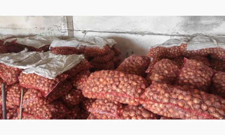 Цибуля на перо Штутгартер в продажу - фото № 1