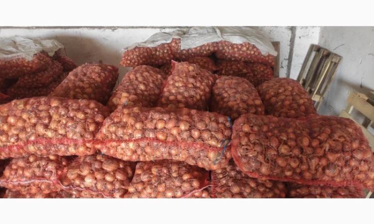 Цибуля на перо Штутгартер в продажу - фото № 2