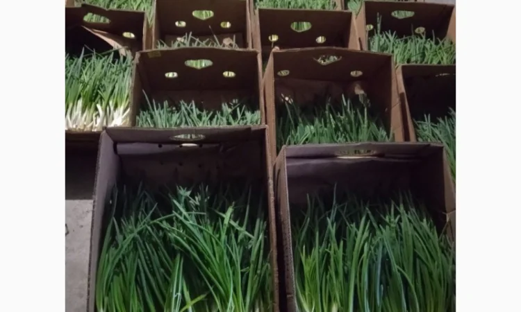 Продажа зеленой цибулі в с. Жильжа - фото № 1