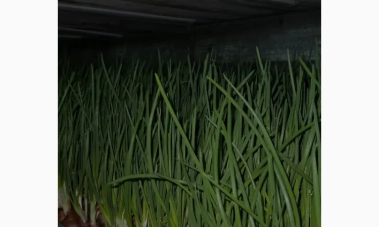 Продажа зеленой цибулі в с. Жильжа - фото № 2