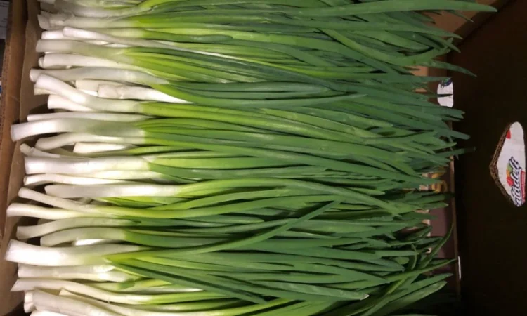 Продажа зеленой цибулі в с. Жильжа - фото № 3