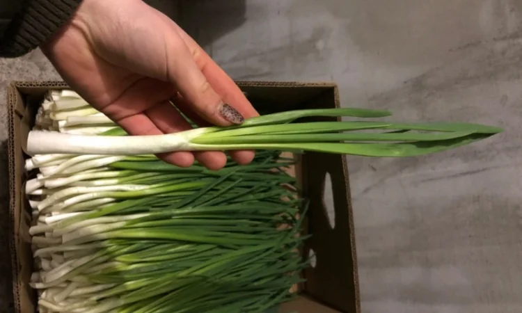 Продажа зеленой цибулі в с. Жильжа - фото № 4