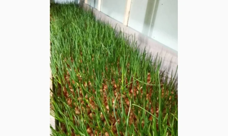 Продажа лука-пера - фото № 1