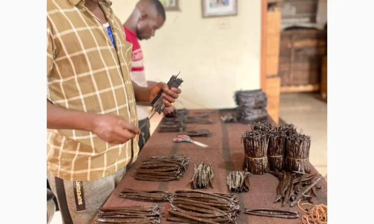 Стручковая ваниль натуральная из Уганды - фото № 2