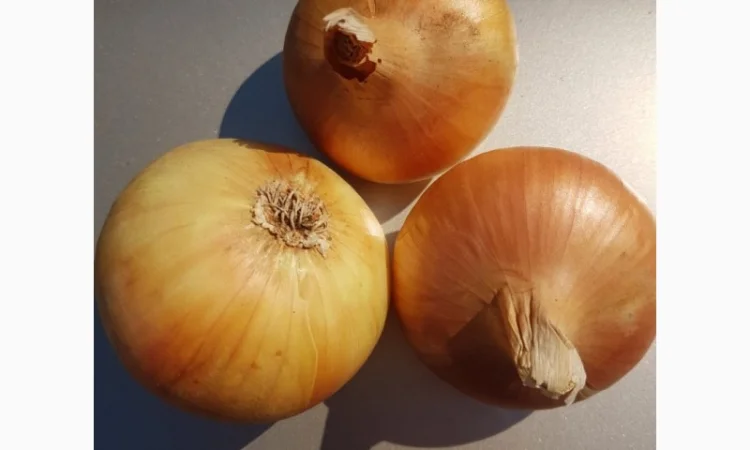 Цибуля на зелене перо Штутгартен - фото № 1