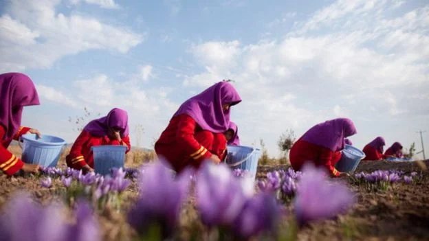 Продаж шафрану Sargol з Ірану - фото № 11