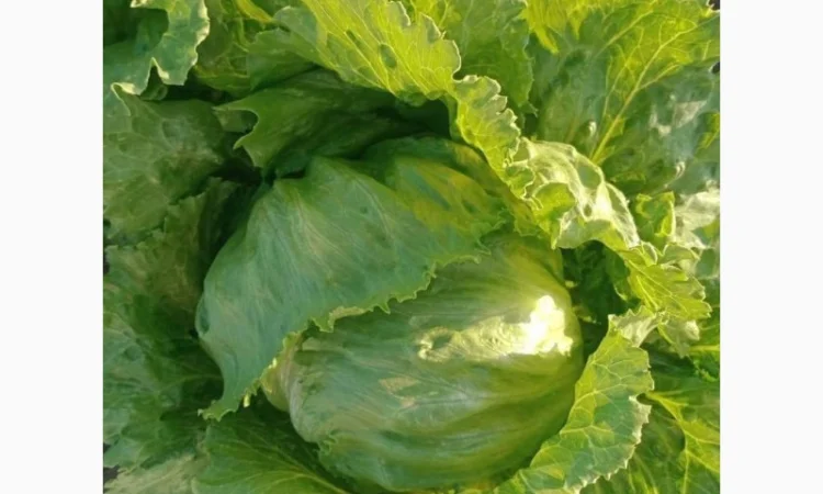 Салат Айсберг от поставщика - фото № 2