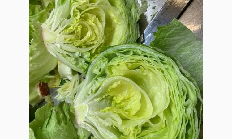 Салат Айсберг от поставщика - фото № 3