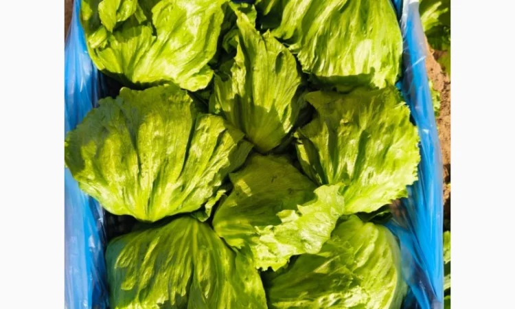 Салат Айсберг от поставщика - фото № 1