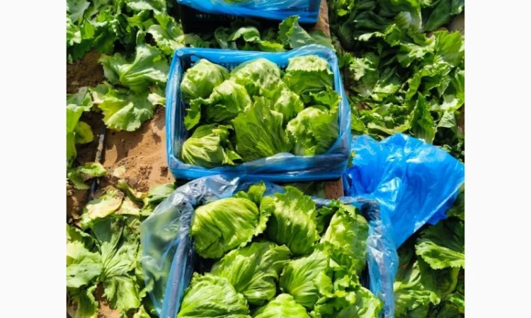 Салат Айсберг от поставщика - фото № 5