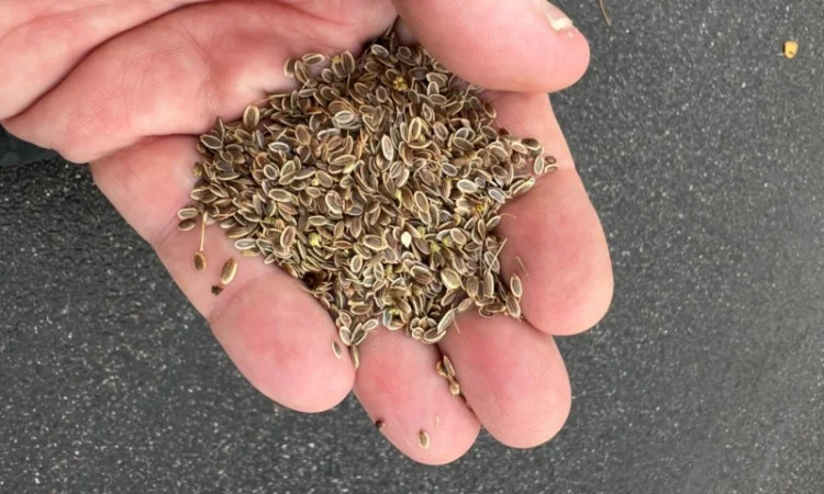 Семена укропа собственного производства - фото № 1