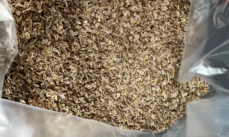 Семена укропа собственного производства - фото № 2