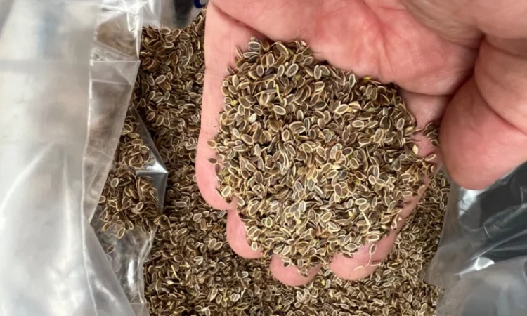 Семена укропа собственного производства - фото № 3